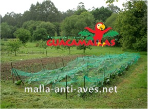 Un cultivo con la protección de la malla anti aves a los lados